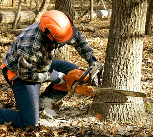 Tree Removal in Marietta, OH